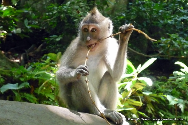 Our Travel Photo Of The Week - Monkey Troubles