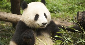 4 Reasons China Is On My Travel Wish List