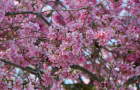 Fun Festivals Around The World In April