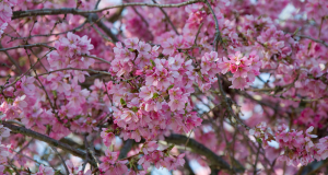 Fun Festivals Around The World In April