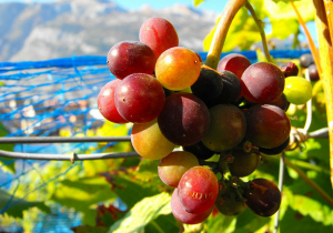 3 Romantic Trip Ideas Around The World Wine vevey Switzerland romantic New Zealand love Lavaux Lake Tekapo Fiji weather Fiji Chile 3 Romantic Trip Ideas Around The World Wine vevey Switzerland romantic New Zealand love Lavaux Lake Tekapo Fiji weather Fiji Chile