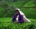 Places To Visit In Sri Lanka – Exploring The Hill Country