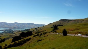 Dolphin Watching In Akaroa, New Zealand