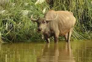 Africa Safari Rwanda