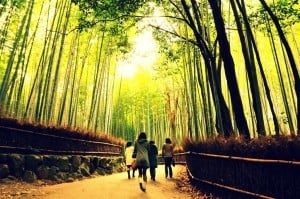 Bamboo Forest in Kyoto Japan