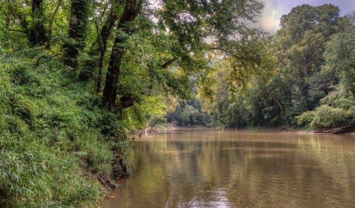 Above Ground Forest in Mammoth Cave National Park