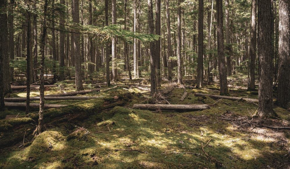 Avalanche Campground