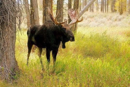Bull Moose at Bull Moose Junction