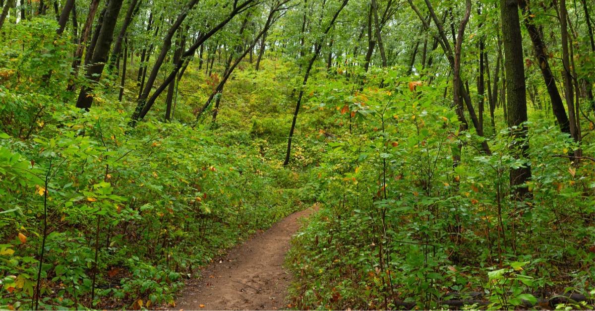 Cowles Bog Trail on a rainy morning