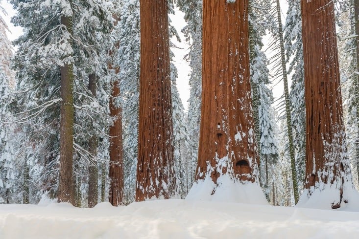 Sequoia National Park during the winter