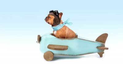 how to fly with your pet